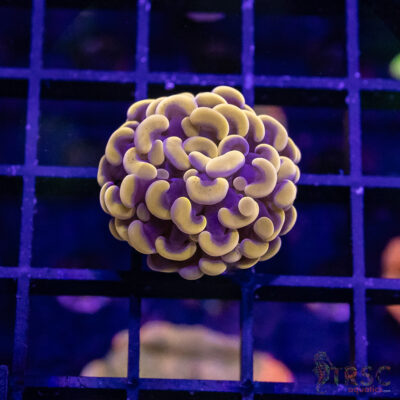 TR Orange Paarancora Hammer B01