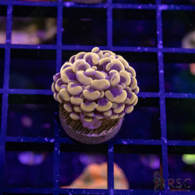 TR Orange Paarancora Hammer B02