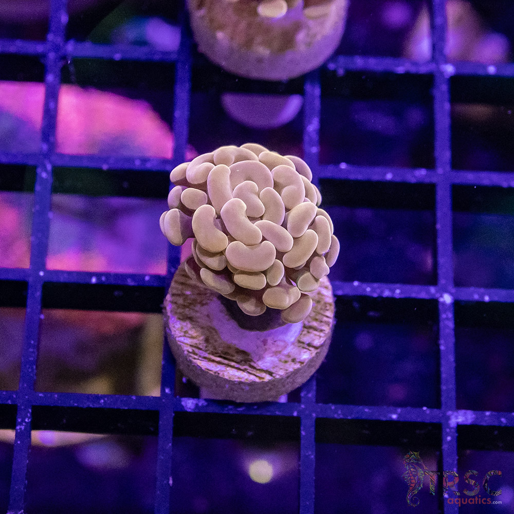 TR Orange Paarancora Hammer B03 3 TR Orange Paarancora Hammer B03