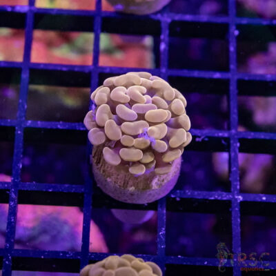 TR Orange Paarancora Hammer B04