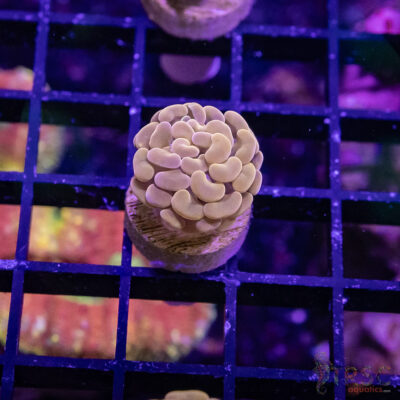 TR Orange Paarancora Hammer B05