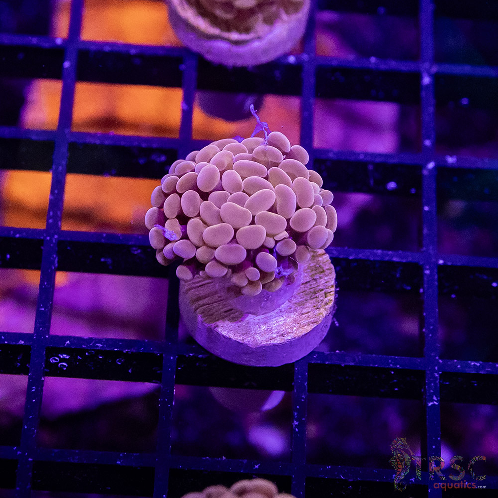 TR Pink Paarancora Hammer B07 3 TR Pink Paarancora Hammer B07