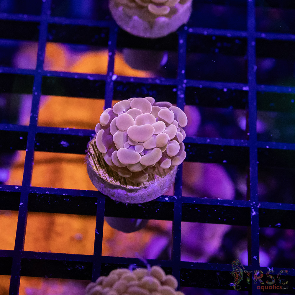 TR Pink Paarancora Hammer B08 3 TR Pink Paarancora Hammer B08