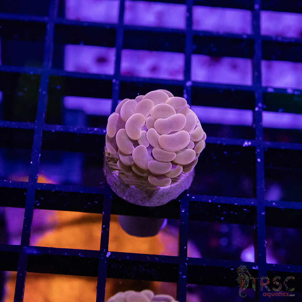 TR Pink Paarancora Hammer B09 3 TR Pink Paarancora Hammer B09