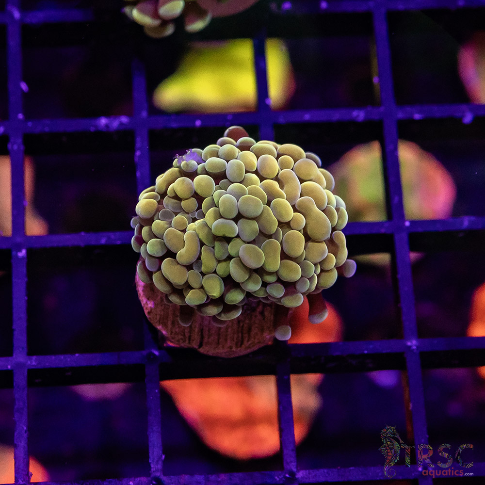 TR Fools Gold/Bk Chem Hammer C01 3 TR Fools Gold/Bk Chem Hammer C01