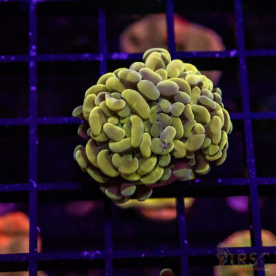 TR Fools Gold/Bk Chem Hammer C02