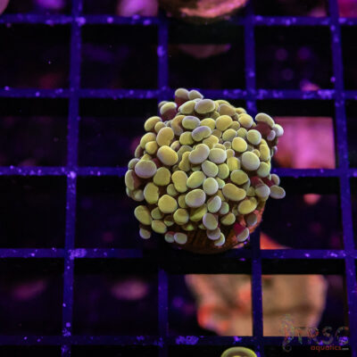 TR Fools Gold/Bk Chem Hammer C03