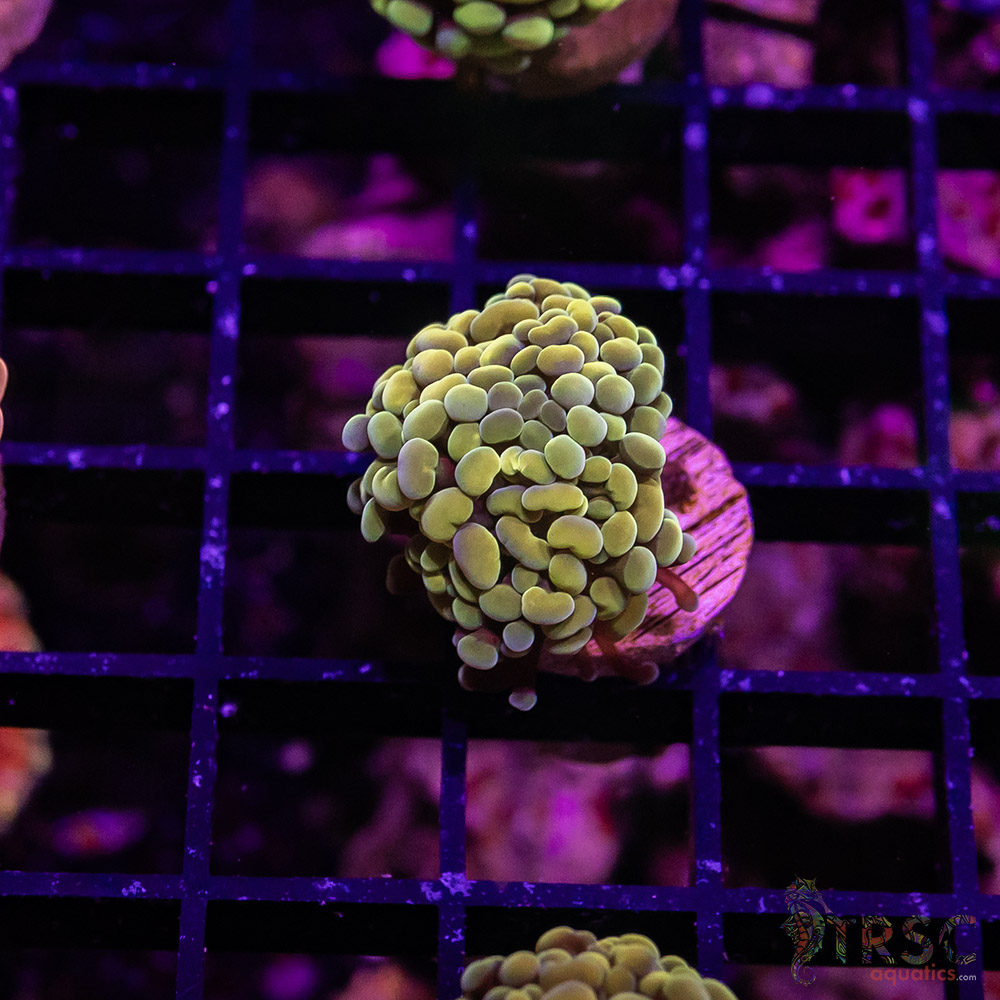 TR Fools Gold/Bk Chem Hammer C05 3 TR Fools Gold/Bk Chem Hammer C05