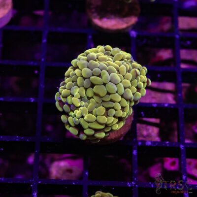 TR Fools Gold/Bk Chem Hammer C06