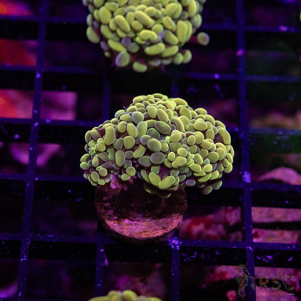 TR Fools Gold/Bk Chem Hammer C07 3 TR Fools Gold/Bk Chem Hammer C07