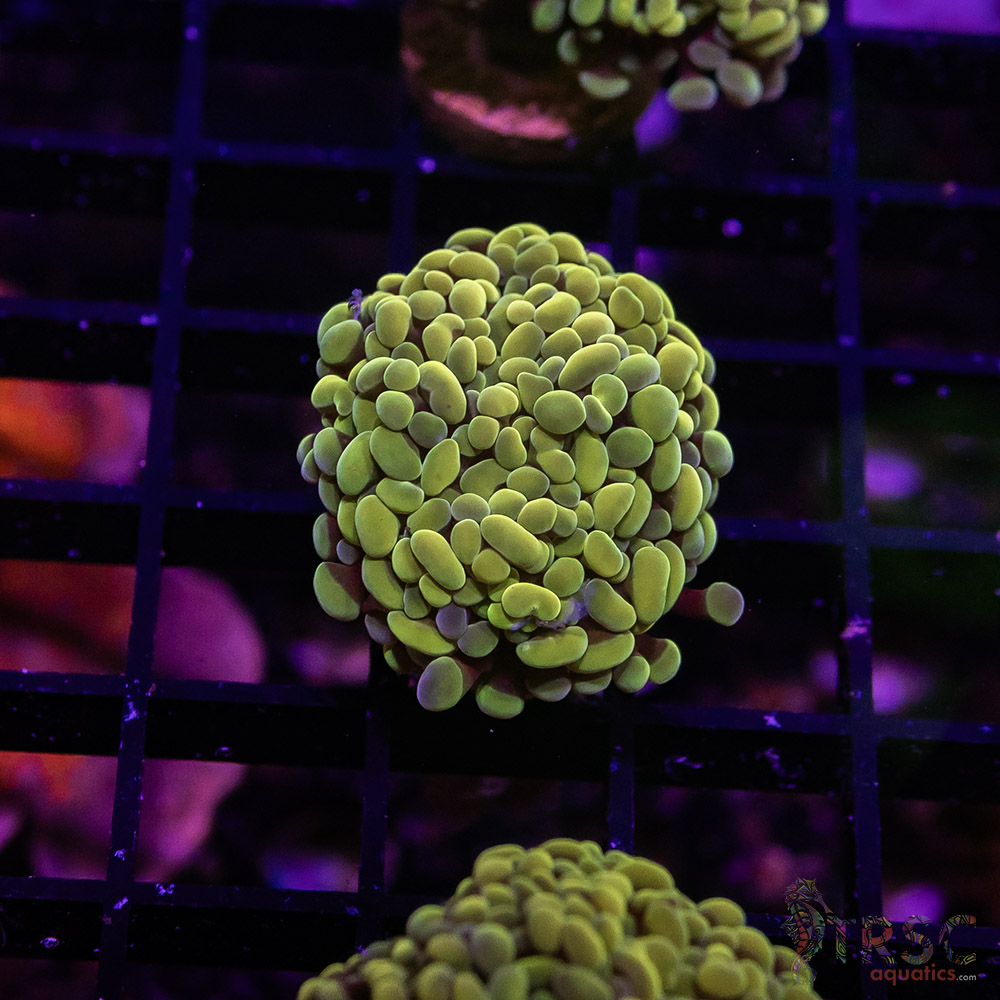 TR Fools Gold/Bk Chem Hammer C08 3 TR Fools Gold/Bk Chem Hammer C08