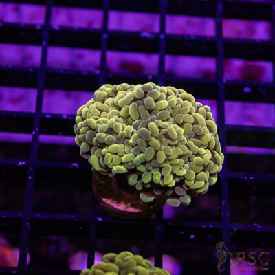 TR Fools Gold/Bk Chem Hammer C09