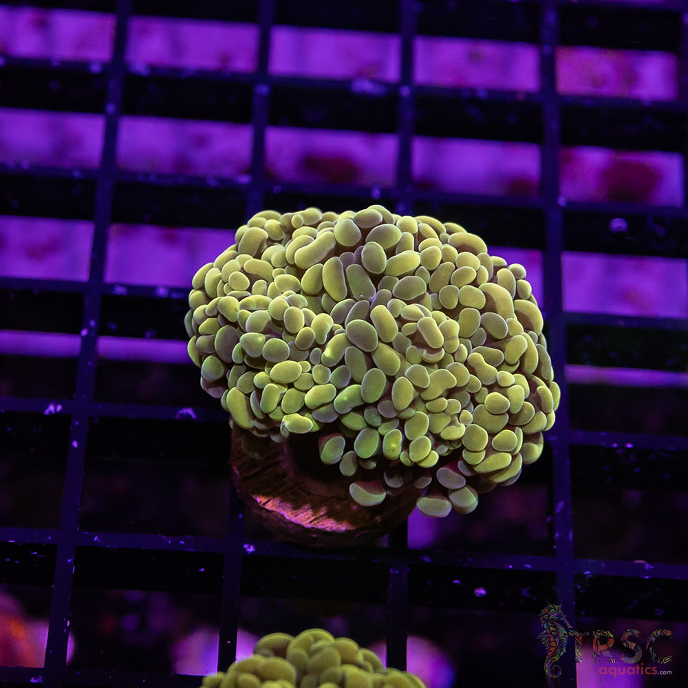 TR Fools Gold/Bk Chem Hammer C09 3 TR Fools Gold/Bk Chem Hammer C09