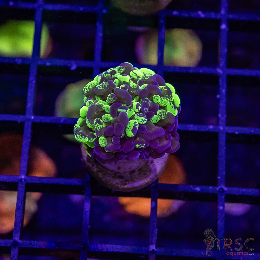 TR Toxic Tri-Color Hammer D01 3 TR Toxic Tri-Color Hammer D01