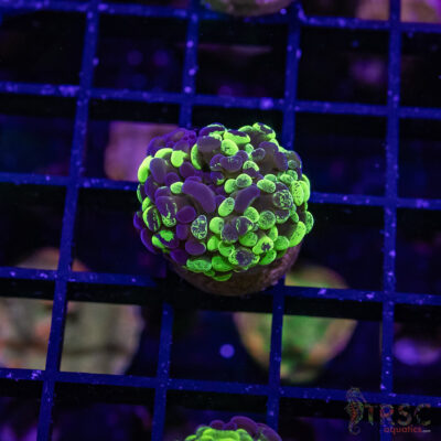 TR Toxic Tri-Color Hammer D03