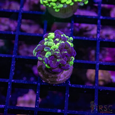 TR Toxic Tri-Color Hammer D04