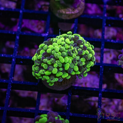 TR Toxic Tri-Color Hammer D05