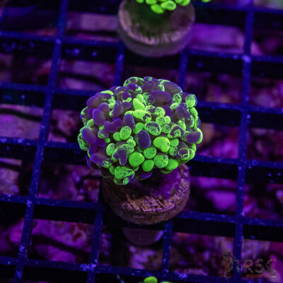 TR Toxic Tri-Color Hammer D06