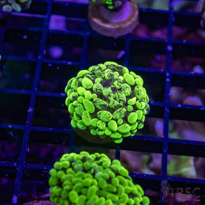 TR Toxic Tri-Color Hammer D08