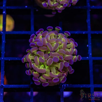 TR Holographic Hammer E01