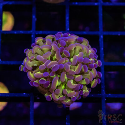 TR Holographic Hammer E02