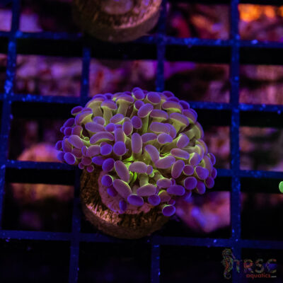 TR Holographic Hammer E04