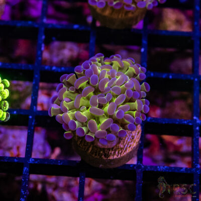 TR Holographic Hammer E05