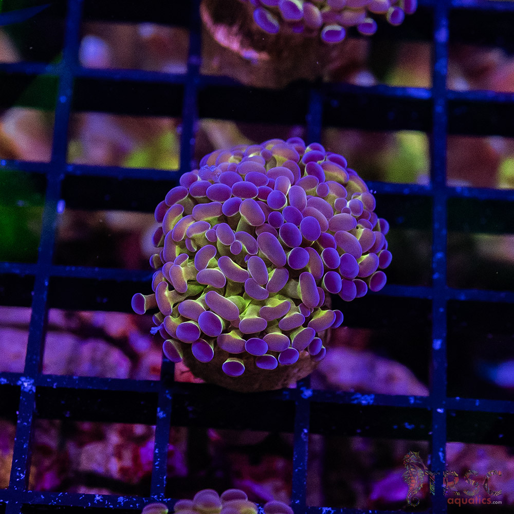 TR Holographic Hammer E07 3 TR Holographic Hammer E07