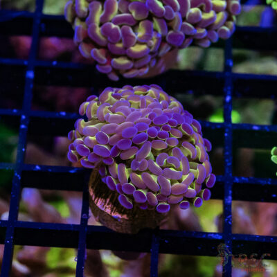 TR Holographic Hammer E08