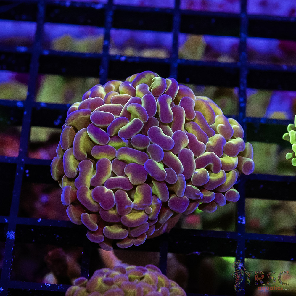 TR Holographic Hammer E09 3 TR Holographic Hammer E09