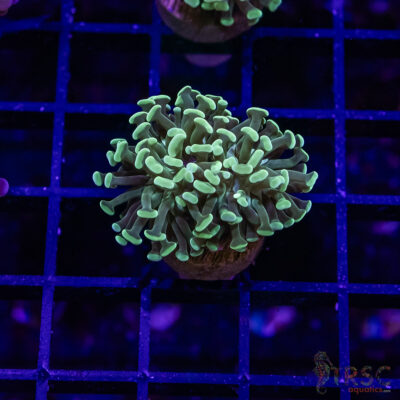 TR Teal Frammer Hammer F01