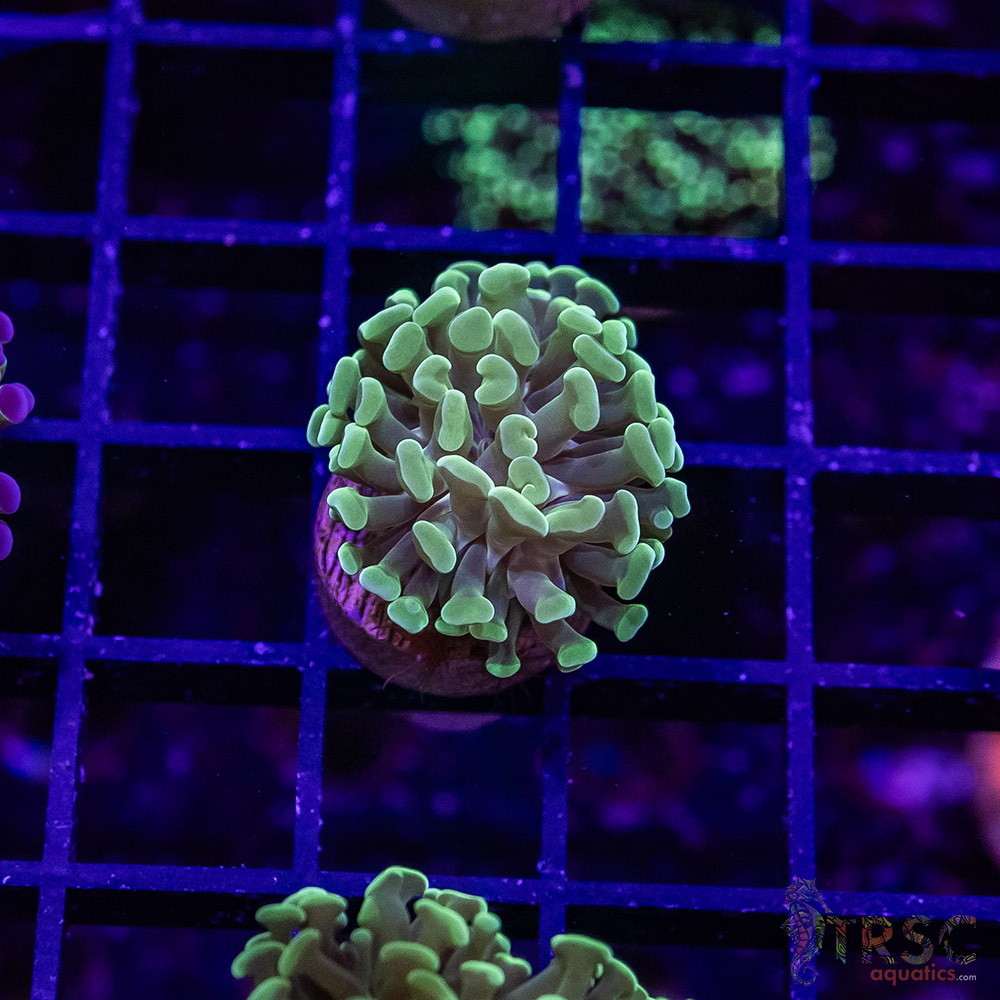 TR Teal Frammer Hammer F02 - Image 1