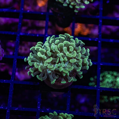 TR Teal Frammer Hammer F04