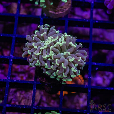 TR Teal Frammer Hammer F05