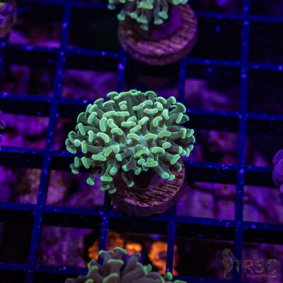 TR Teal Frammer Hammer F06