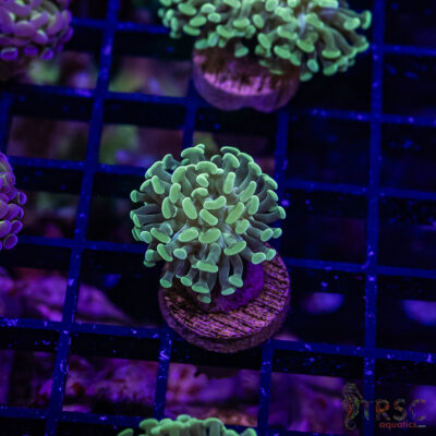 TR Teal Frammer Hammer F07