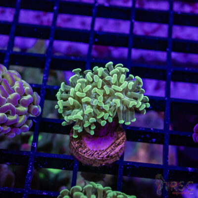 TR Teal Frammer Hammer F09