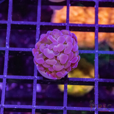 TR Purple Tip Green Stem Hammer G01