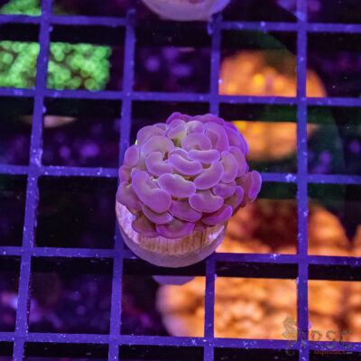 TR Purple Tip Green Stem Hammer G02