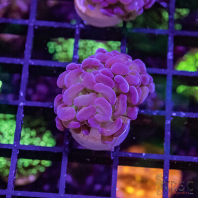 TR Purple Tip Green Stem Hammer G03