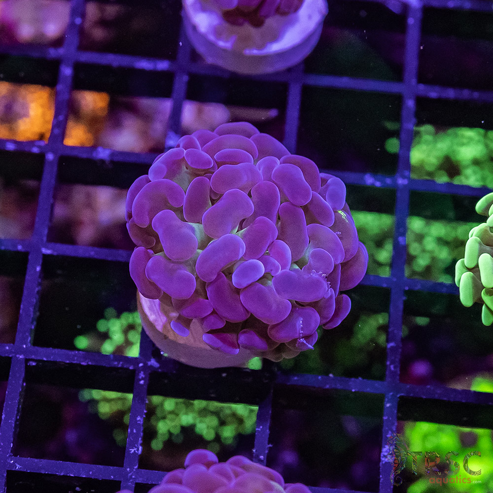 TR Purple Tip Green Stem Hammer G04 3 TR Purple Tip Green Stem Hammer G04