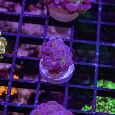 TR Purple Tip Green Stem Hammer G05