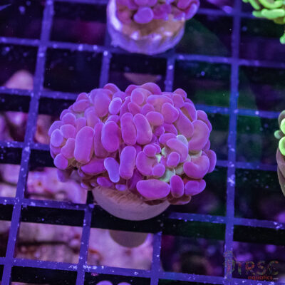 TR Purple Tip Green Stem Hammer G06