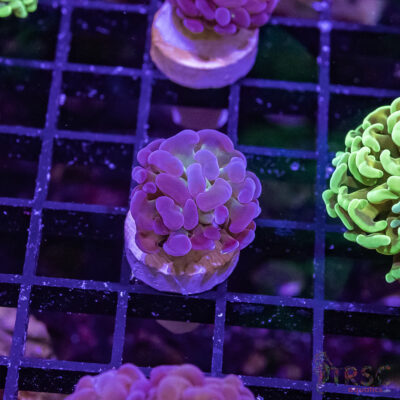 TR Purple Tip Green Stem Hammer G07