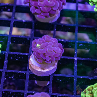 TR Purple Tip Green Stem Hammer G08