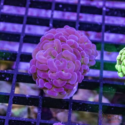 TR Purple Tip Green Stem Hammer G09