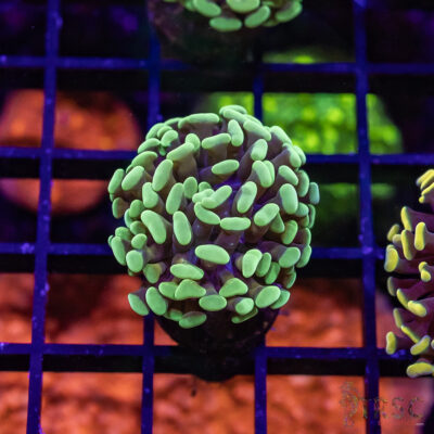 TR Orange Juice Paarancora Hammer H02