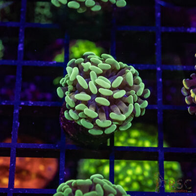 TR Orange Juice Paarancora Hammer H03