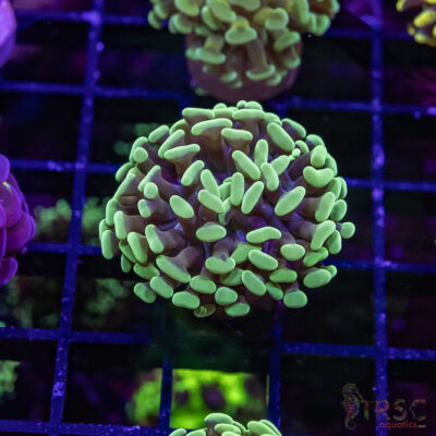 TR Orange Juice Paarancora Hammer H04