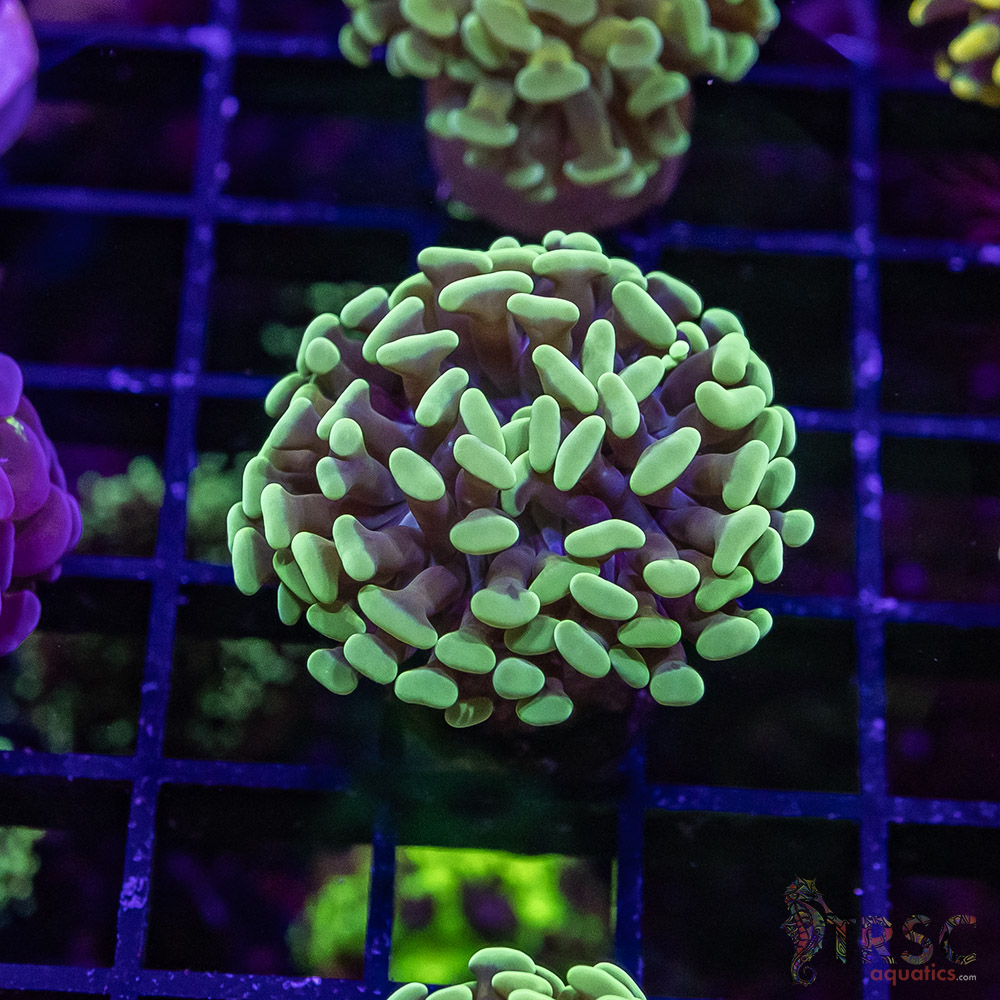 TR Orange Juice Paarancora Hammer H04 3 TR Orange Juice Paarancora Hammer H04